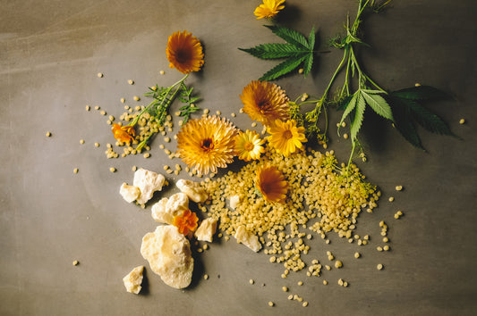 Unveiling the Power of Plant Medicine: How CBD Provides Natural Pain Relief