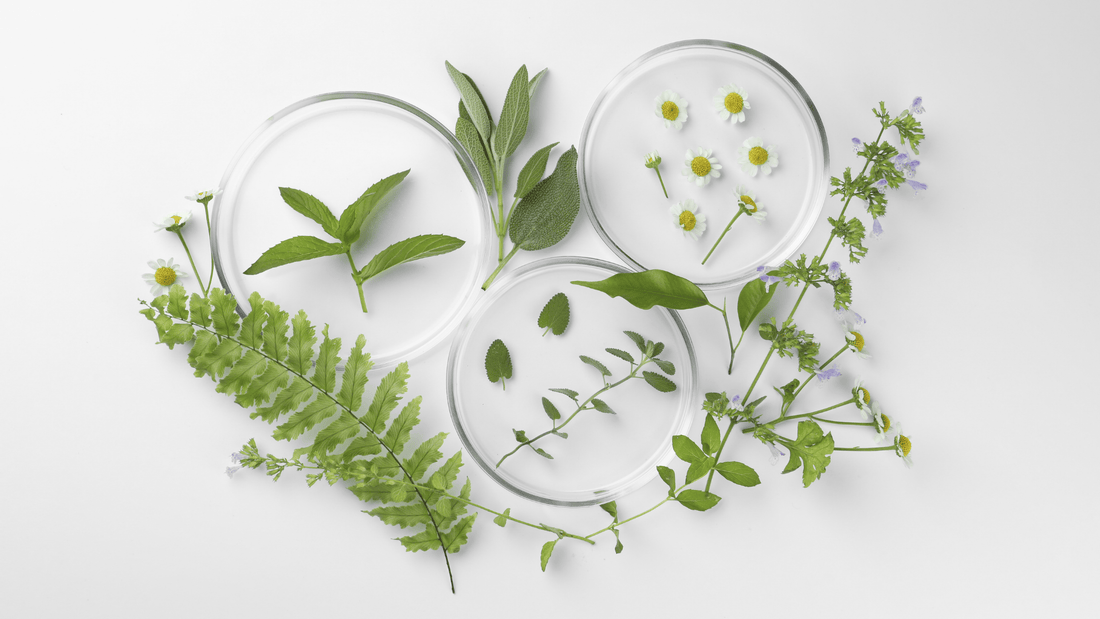 The Art and Science of Plant-Based Wellness: Discovering Nature's Remedies with ZoZ Wellness